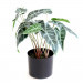 kunstplant alocasia polly, skeletplant in zwarte pot van 12,5x15cmØ, groen zijde, 36 x 36 cm